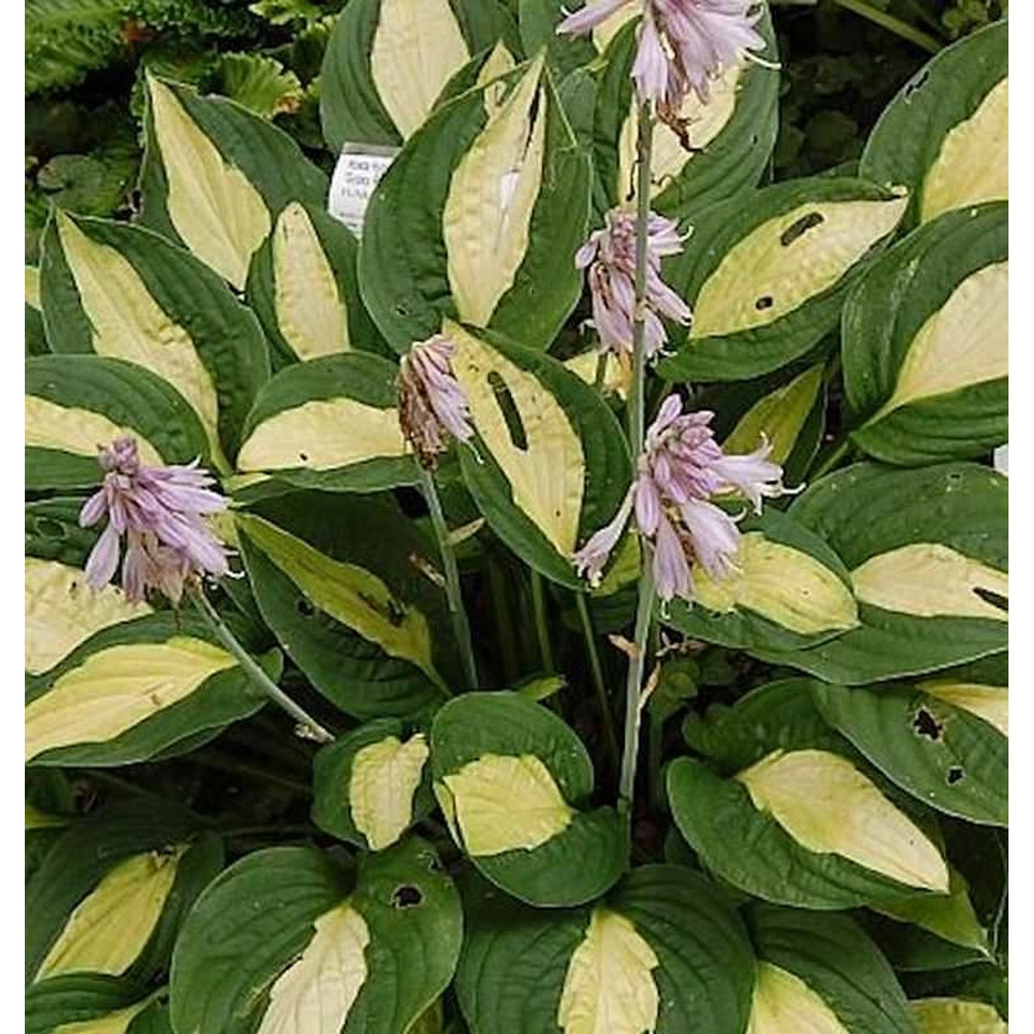 Funkie Gipsy Rose - Hosta cultorum günstig online kaufen