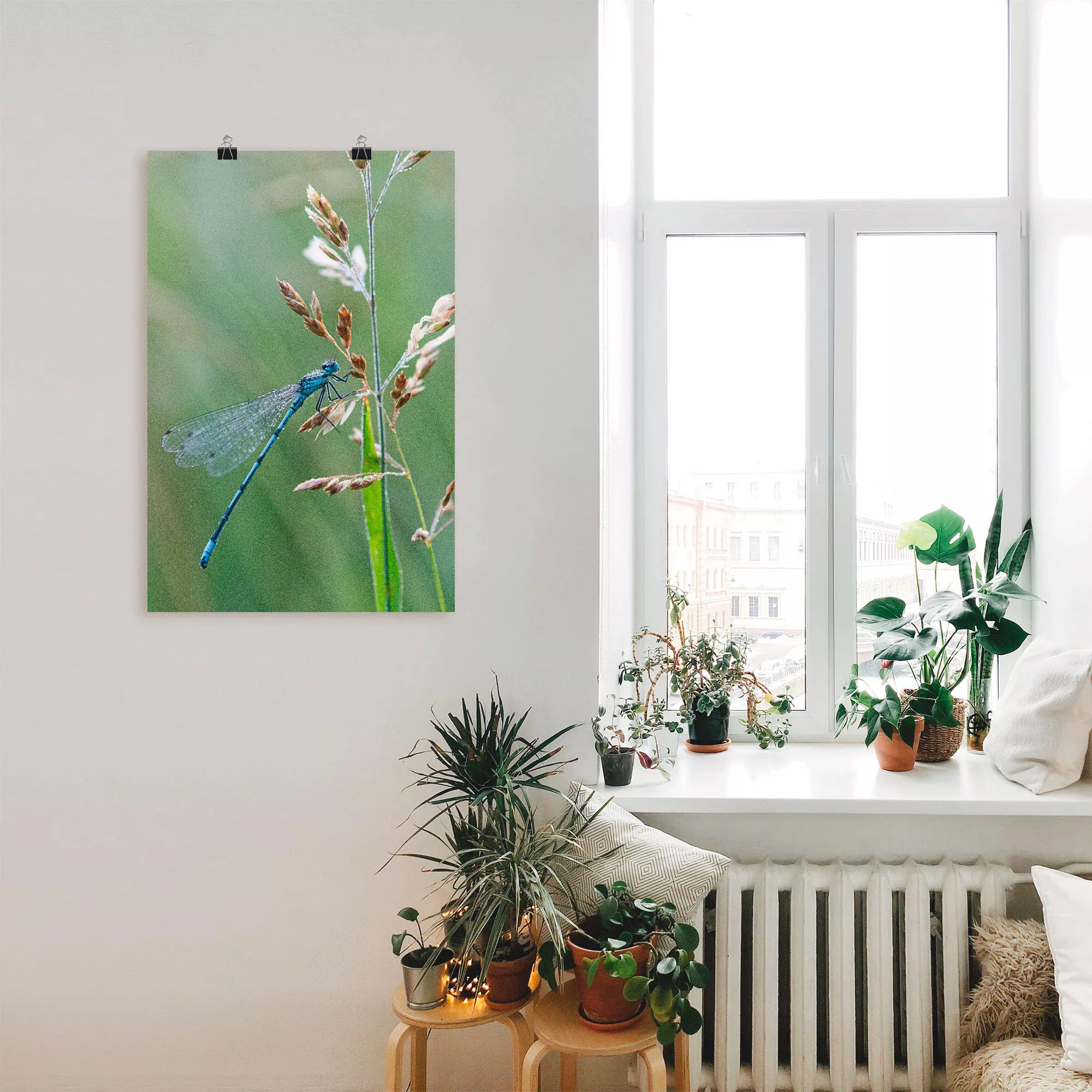 Artland Poster "Kleine Libelle", Insekten, (1 St.), als Alubild, Leinwandbi günstig online kaufen