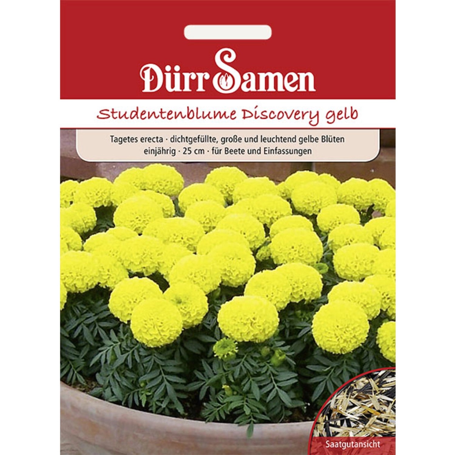 Dürr Samen Studentenblumen Discovery Gelb Einjährig Saatgut günstig online kaufen