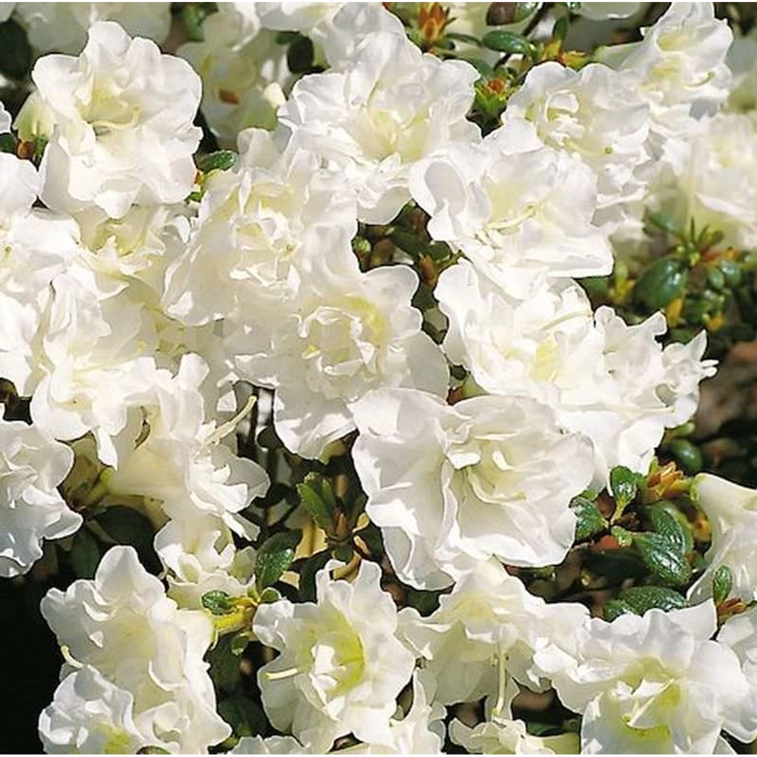 Japanische Azalee Schneeperle 15-20cm - Rhododendron obtusum - Zwerg Alpenr günstig online kaufen