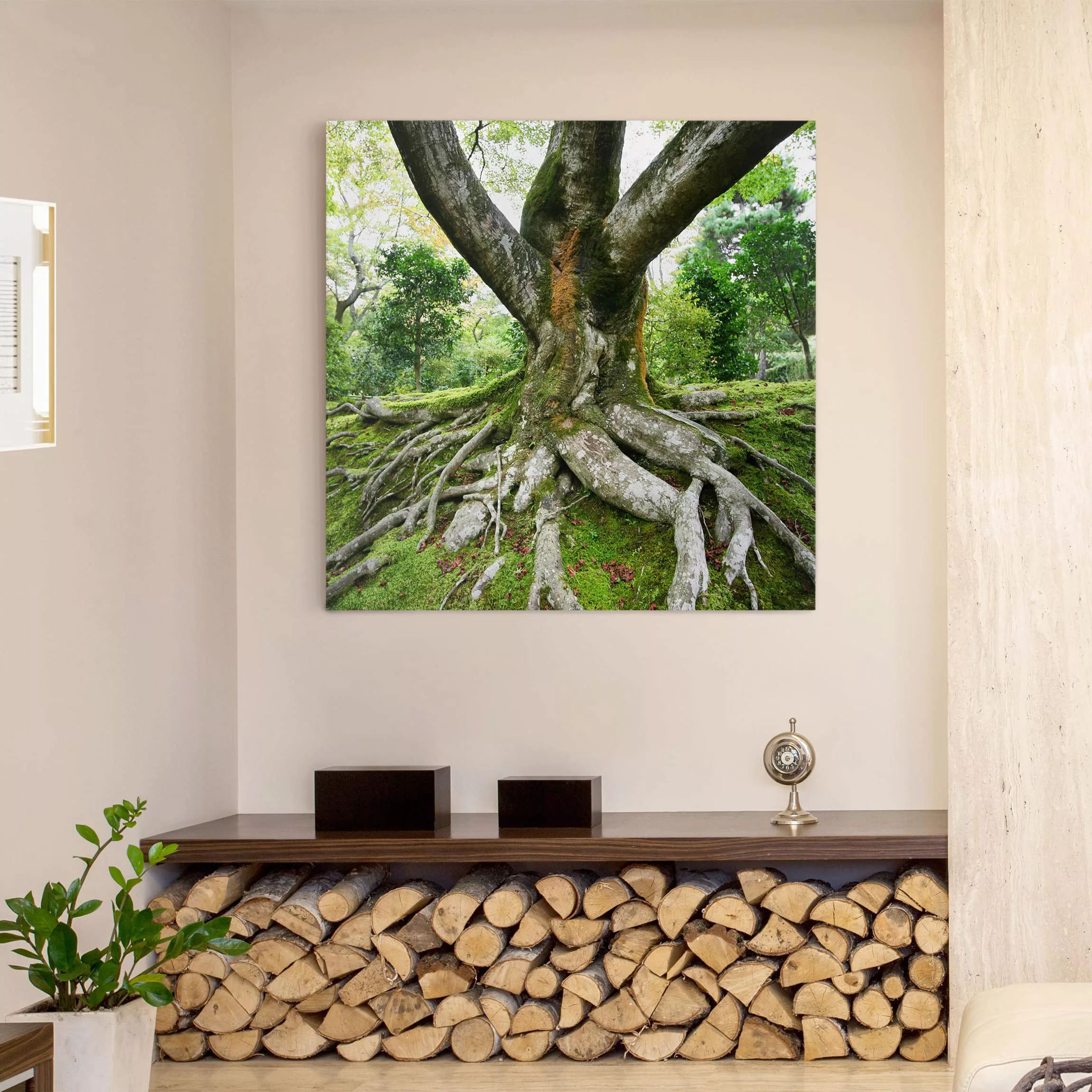 Leinwandbild Wald - Quadrat Alter Baum günstig online kaufen