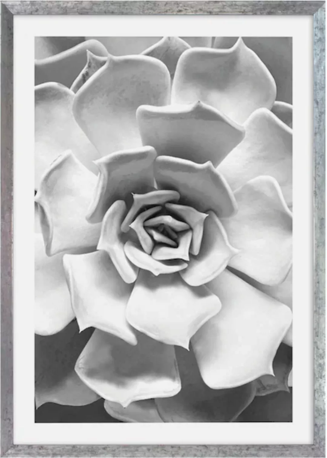 Komar Bild mit Rahmen »Succulent Aeonium«, maschinell günstig online kaufen