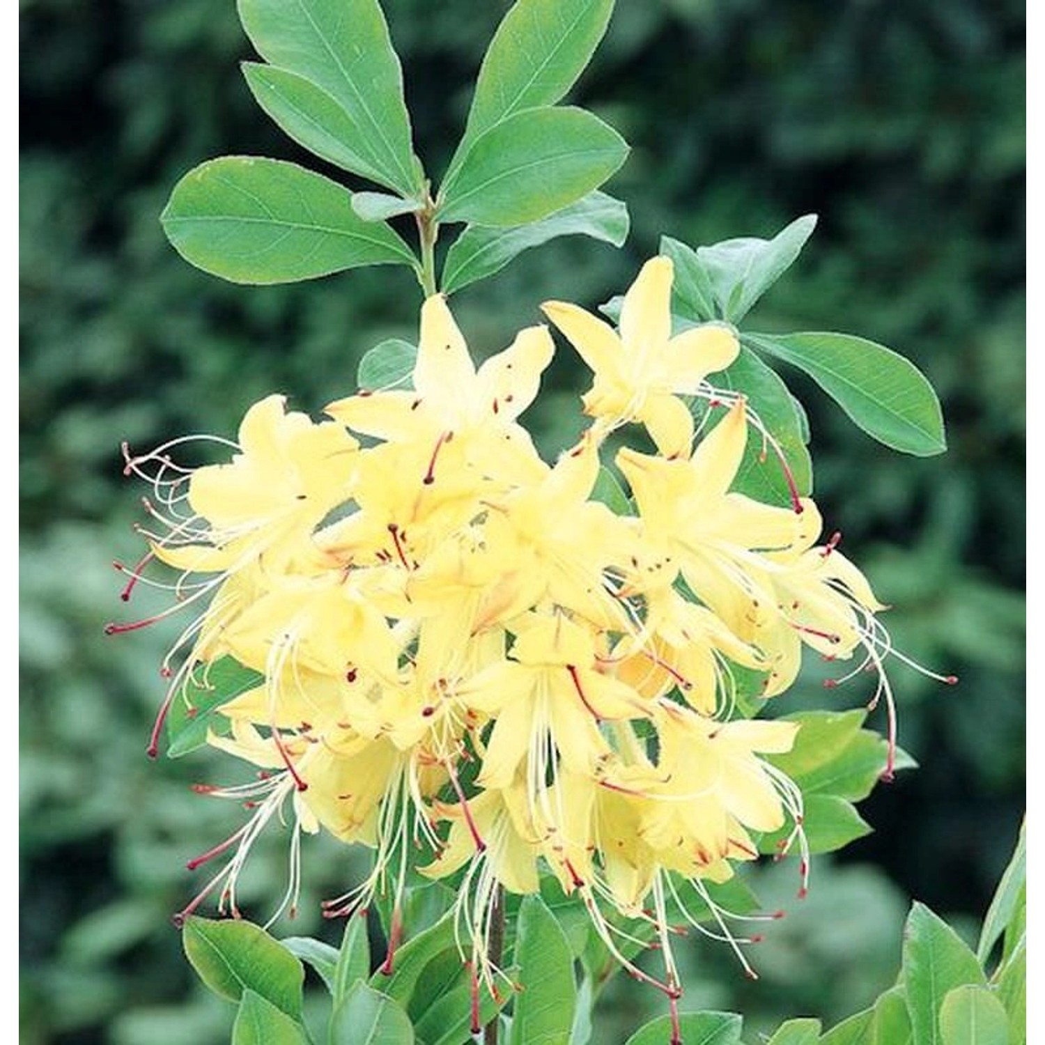 Rhododendron Lemon Drop 40-50cm - Rhododendron viscosum günstig online kaufen