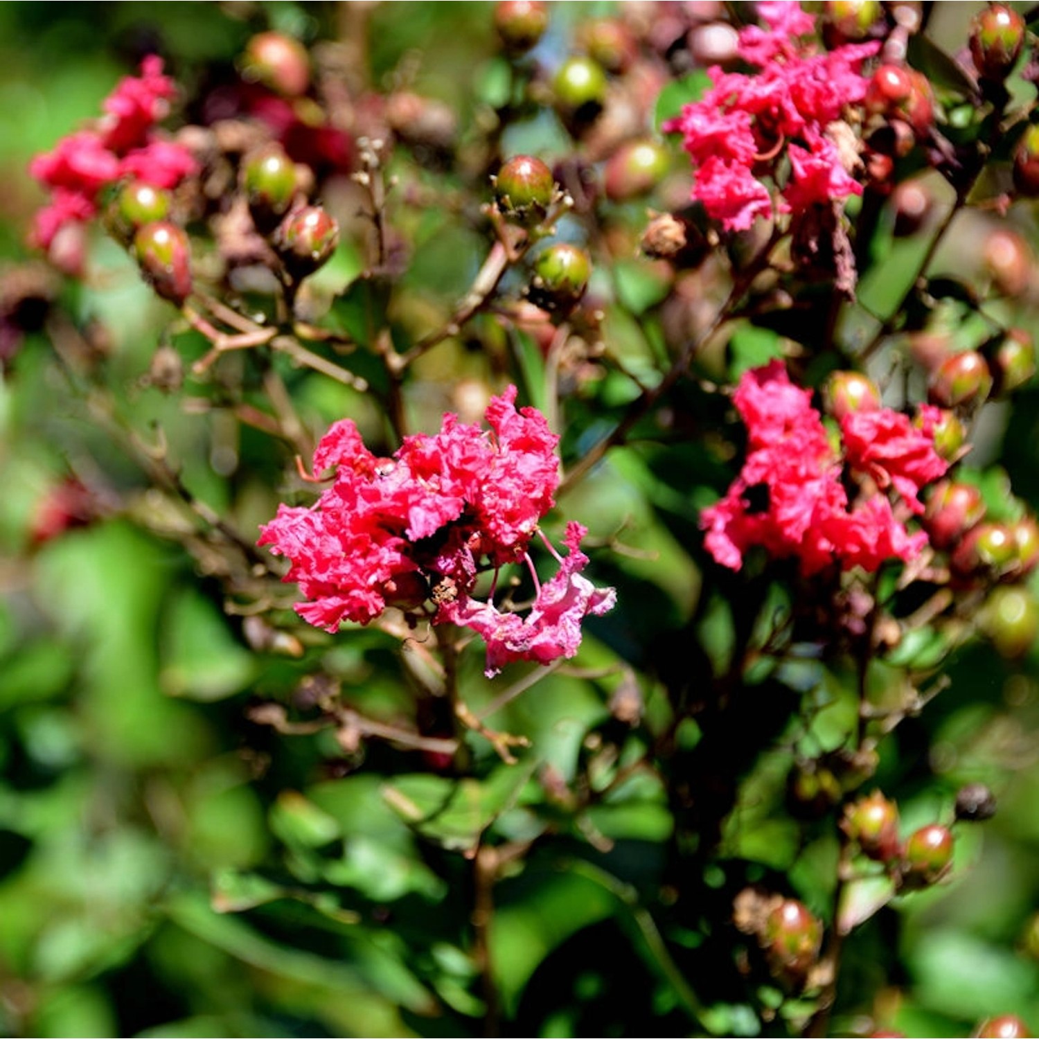 Chinesische Kräuselmyrte Pink Velour 100-125cm - Lagerstroemia indica günstig online kaufen