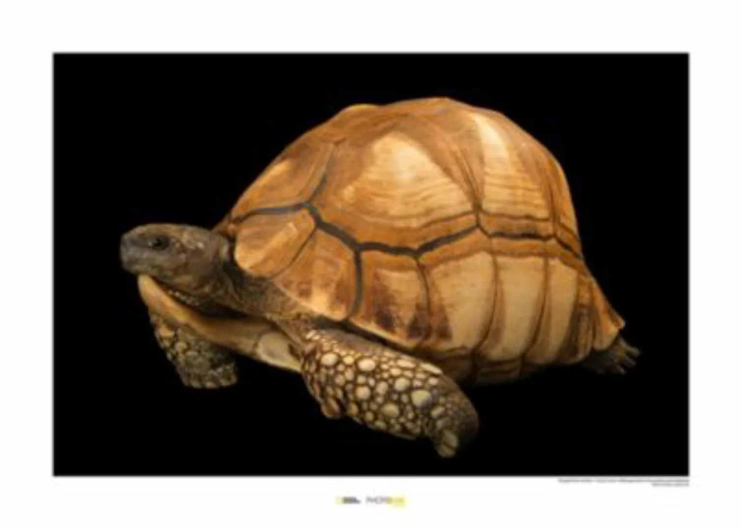 KOMAR Wandbild - Ploughshare Tortoise - Größe: 70 x 50 cm mehrfarbig Gr. on günstig online kaufen