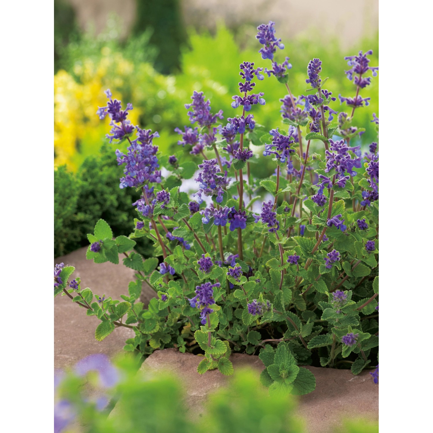 GROW by OBI Katzenminze Blau Topf-Ø ca. 9 cm x 9 cm Nepeta günstig online kaufen