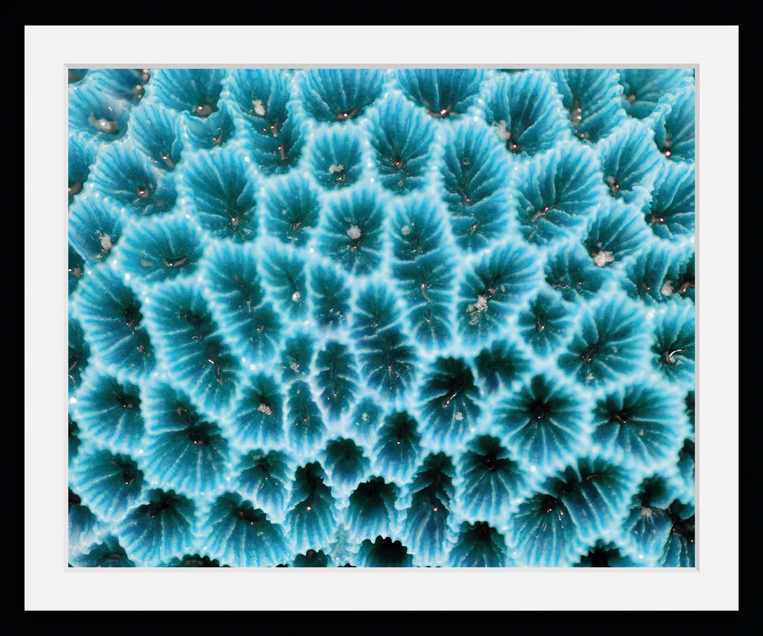 queence Bild »Agata«, Meer-Wassertiere-Kunst, (1 St.), HD Premium Poster-Dr günstig online kaufen