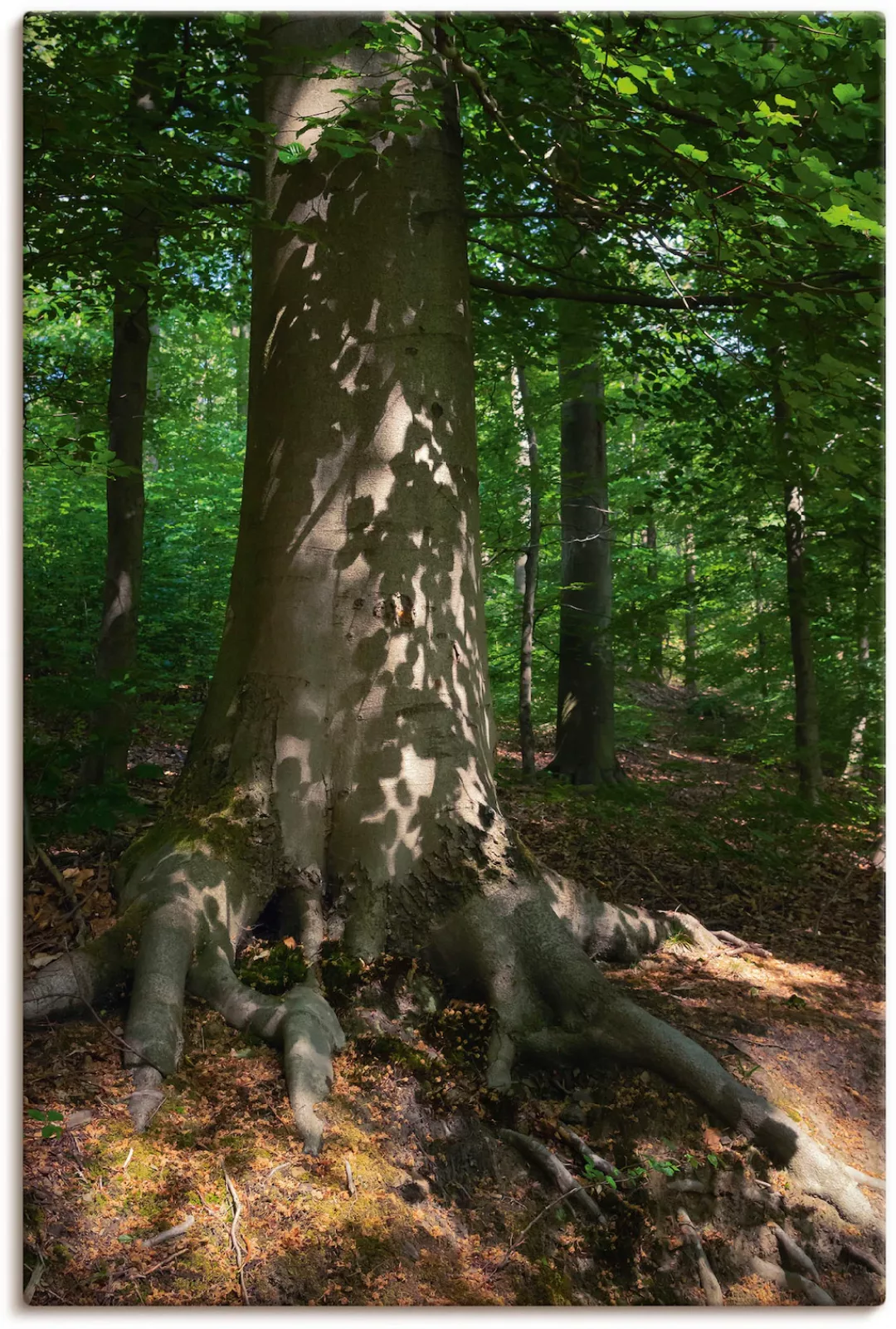 Artland Wandbild "Waldimpression", Baumbilder, (1 St.), als Leinwandbild, P günstig online kaufen