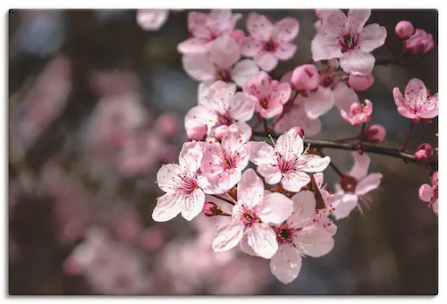Artland Leinwandbild "Kirschblüten Nahaufnahme im Sonnenlicht", Blumen, (1 günstig online kaufen