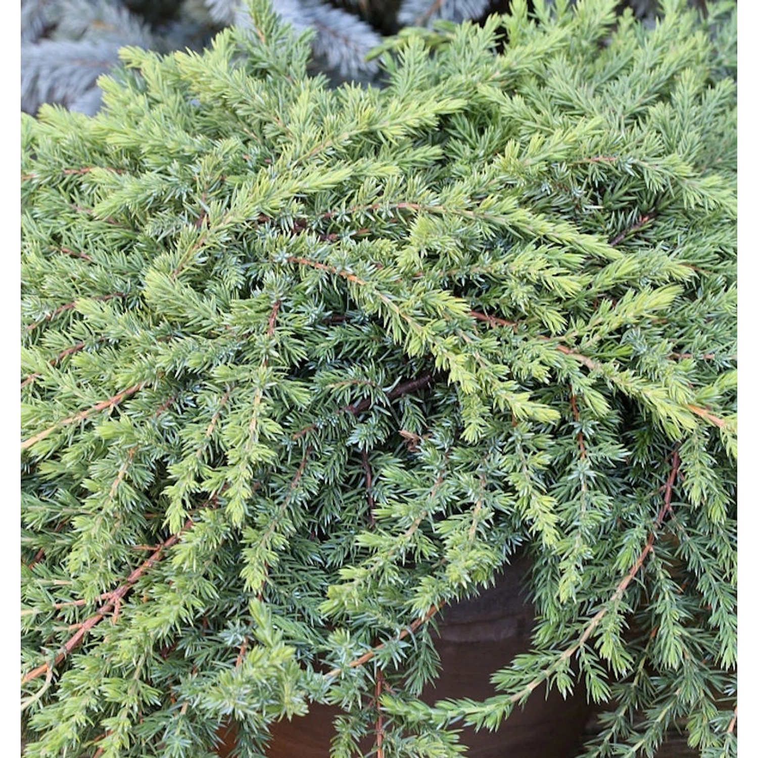 Grüner Kriechwacholder Green Mantle 15-20cm - Juniperus squamata günstig online kaufen