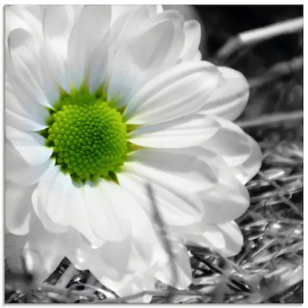 Artland Glasbild »Weiße Blume«, Blumen, (1 St.), in verschiedenen Größen günstig online kaufen