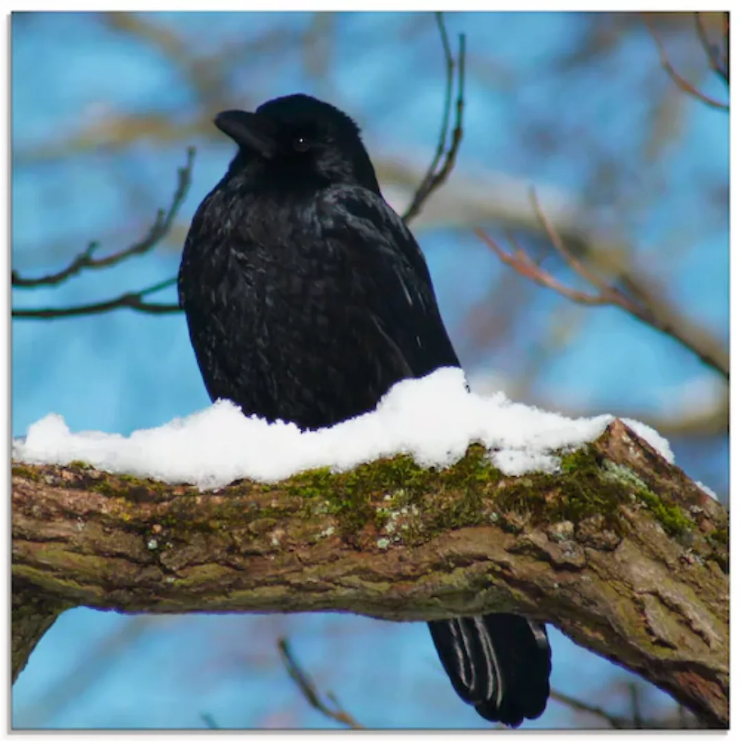 Artland Glasbild »Rabe im Winter«, Vögel, (1 St.), in verschiedenen Größen günstig online kaufen