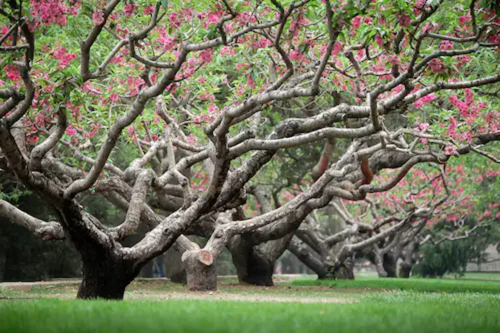 Papermoon Fototapete »Frühlingspfirsichbäume« günstig online kaufen