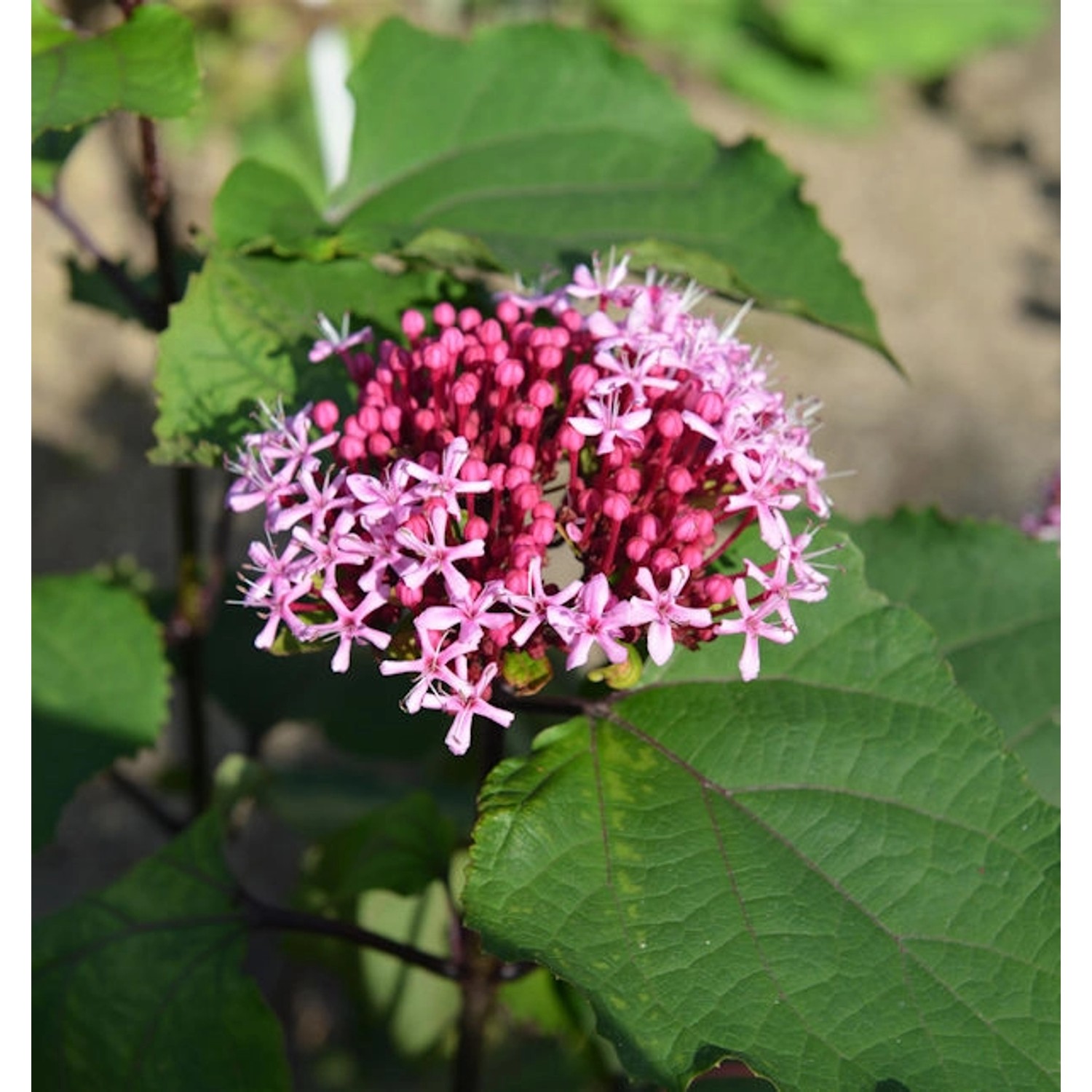 China Losbaum 40-60cm - Clerodendrum bungei günstig online kaufen