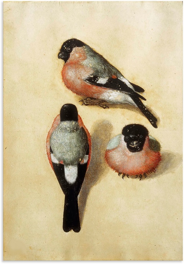 Artland Alu-Dibond-Druck "Vogel in drei Positionen.1520", Vogelbilder, (1 S günstig online kaufen