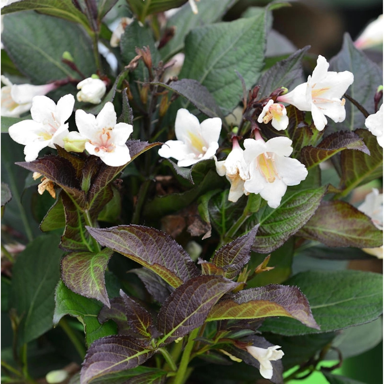 Weigelie Ebony und Ivory 40-60cm - Weigela florida günstig online kaufen