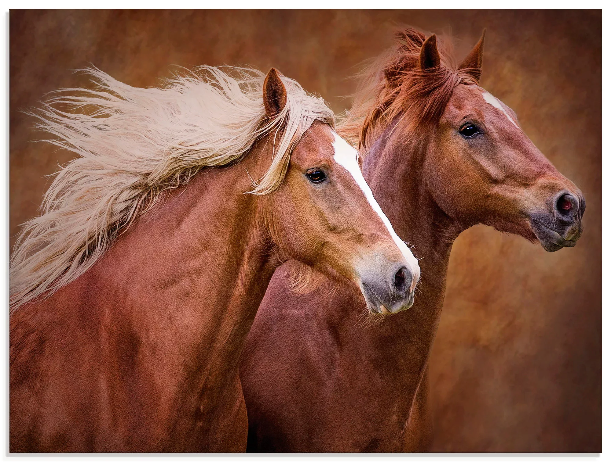 Artland Glasbild »Reinrassige Pferde I«, Haustiere, (1 St.) günstig online kaufen