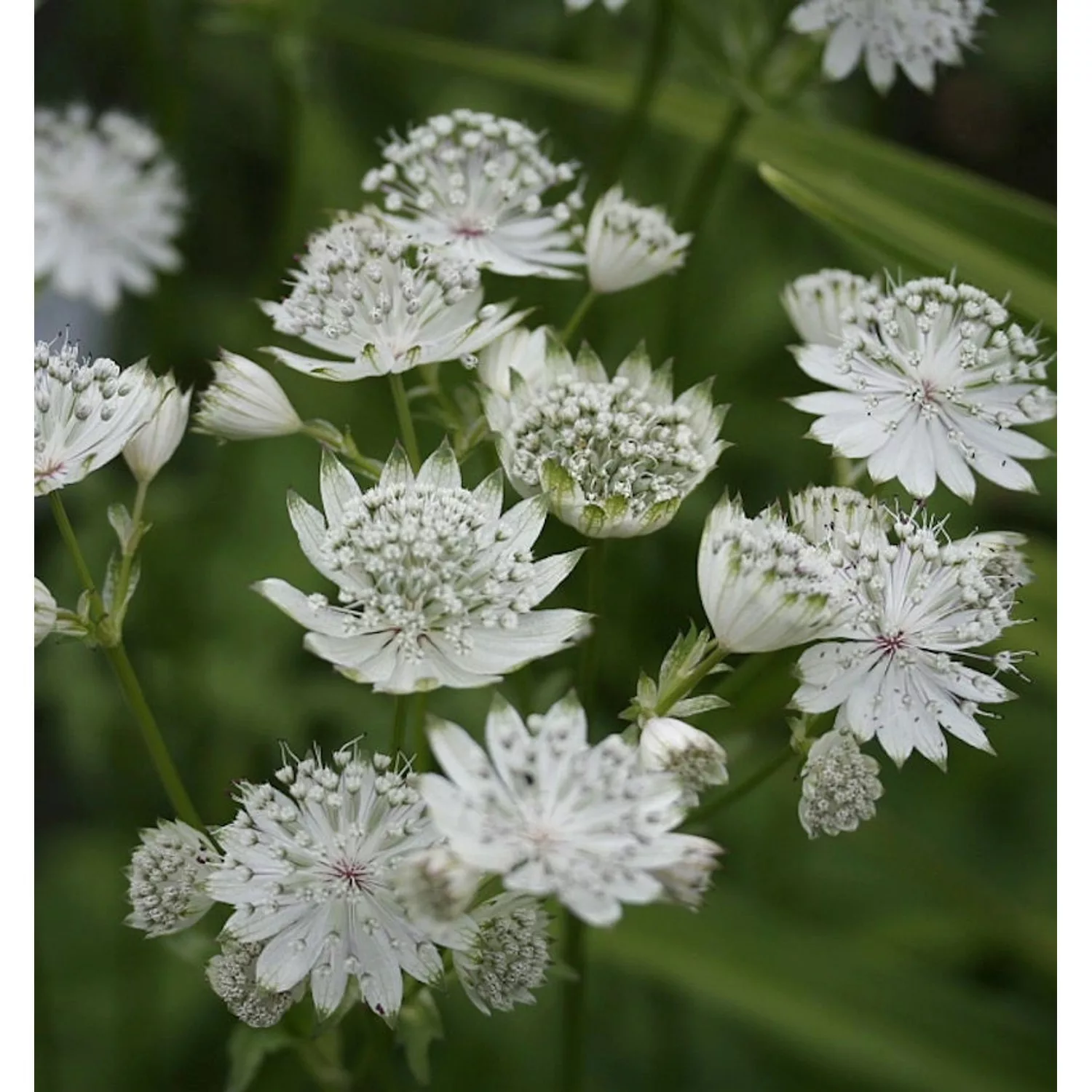 Sterndolde Shaggy - Astrantia major günstig online kaufen