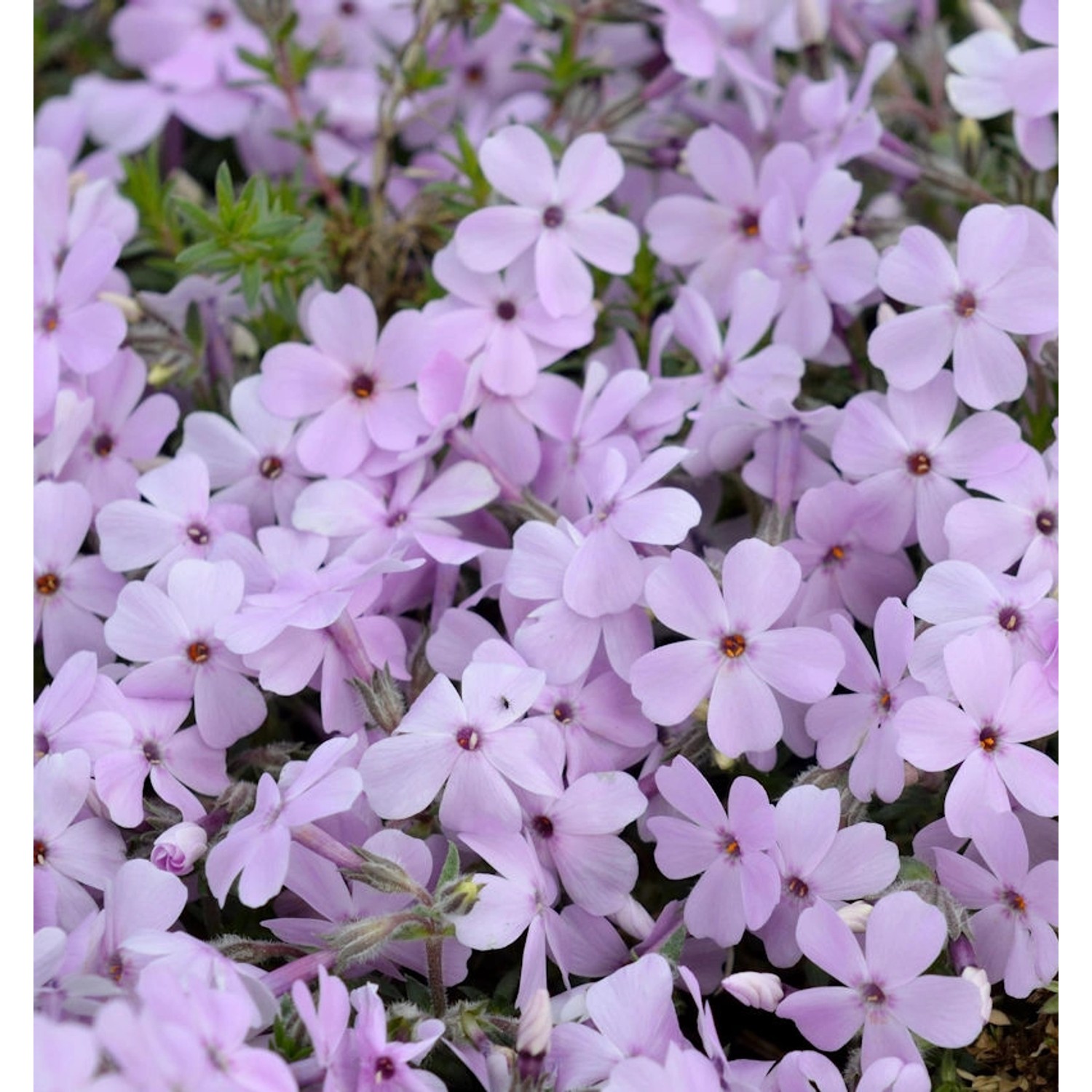 Niedrige Flammenblume Lachsjuwel - Phlox divaricata günstig online kaufen