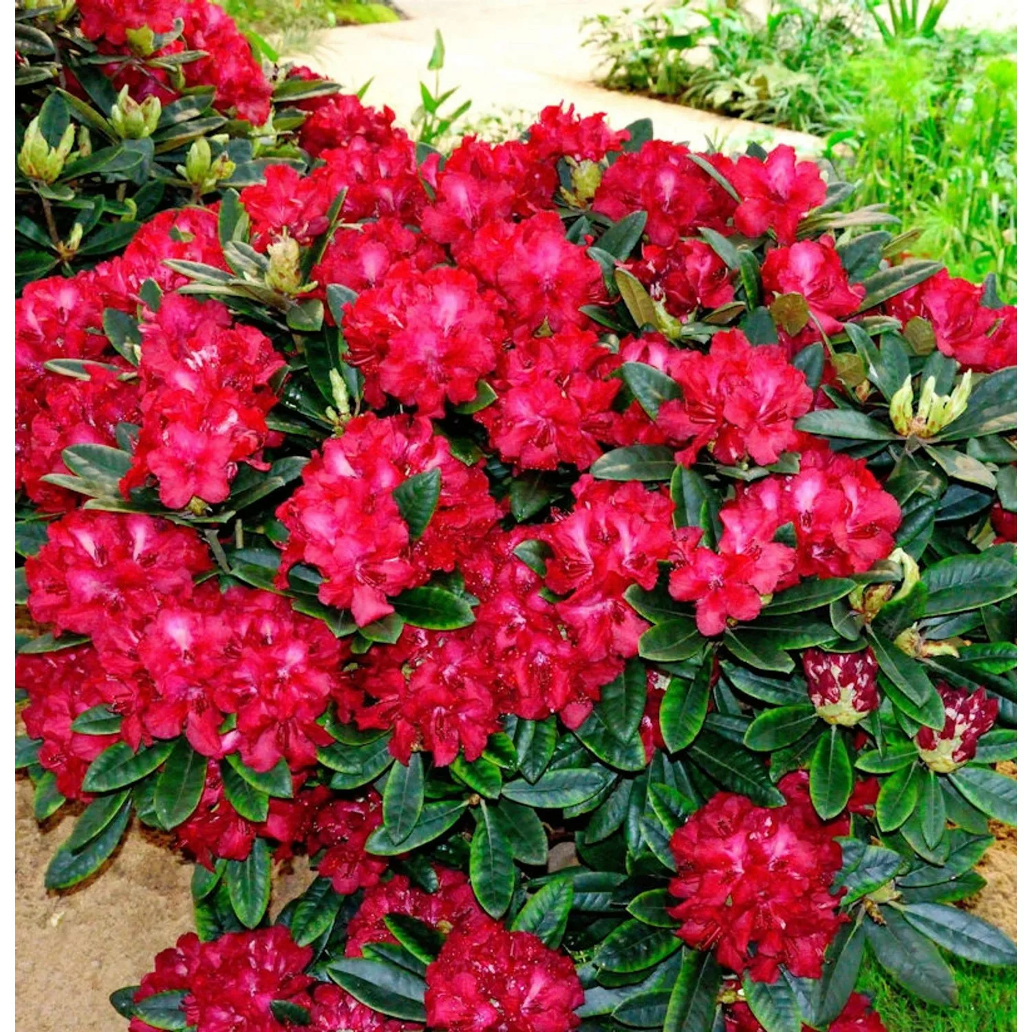 INKARHO - Rhododendron Sardana 40-50cm - Alpenrose günstig online kaufen