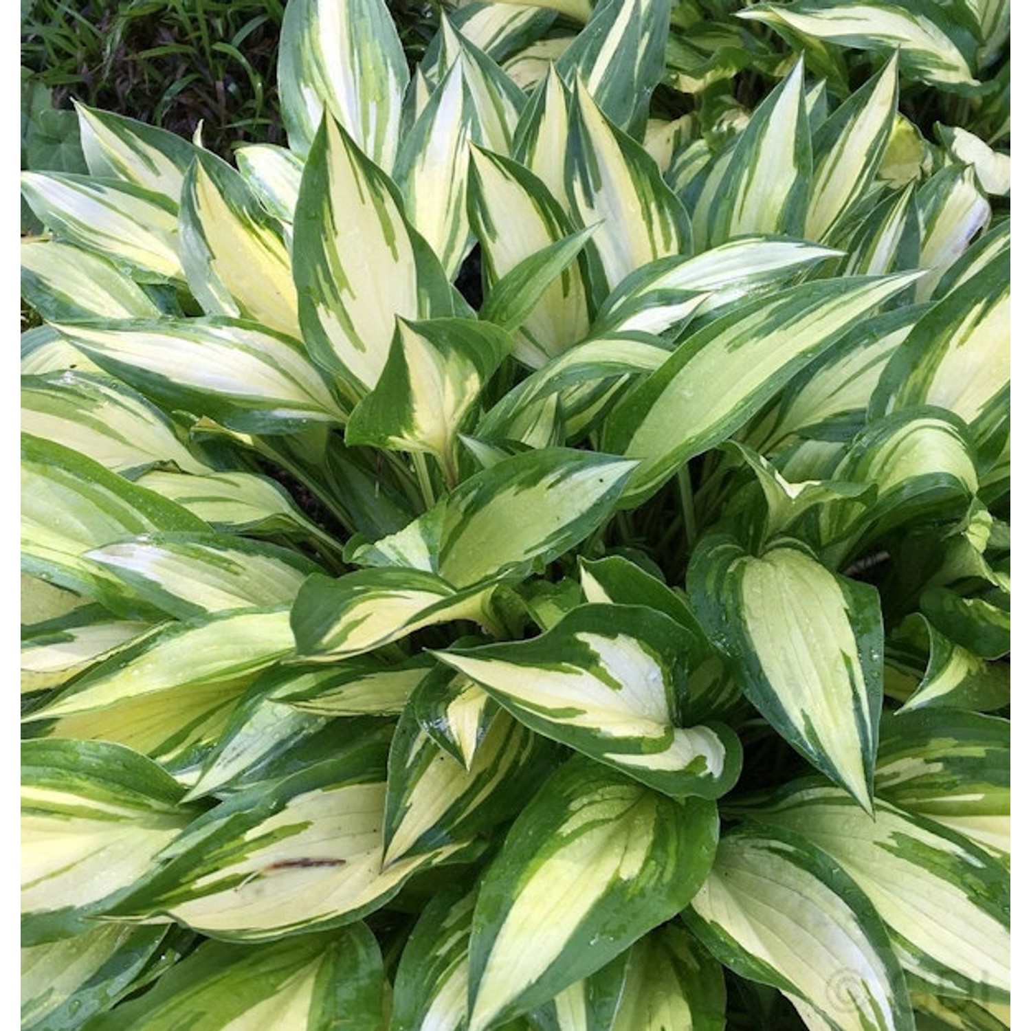 Funkie Cherry Berry - Hosta Hybrid günstig online kaufen