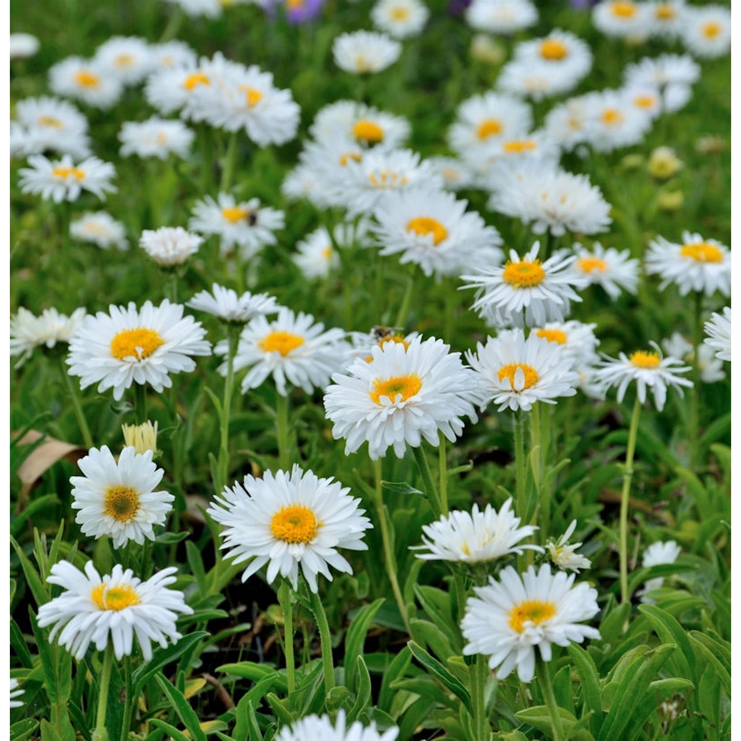 Alpenaster Weiße Schöne - Aster alpinus günstig online kaufen