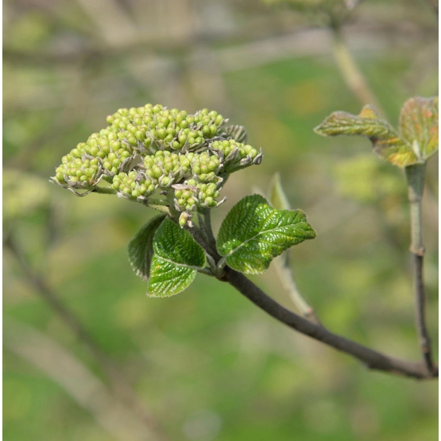 Japanischer Blumen-Hartriegel 40-60cm - Viburnum japonicum günstig online kaufen