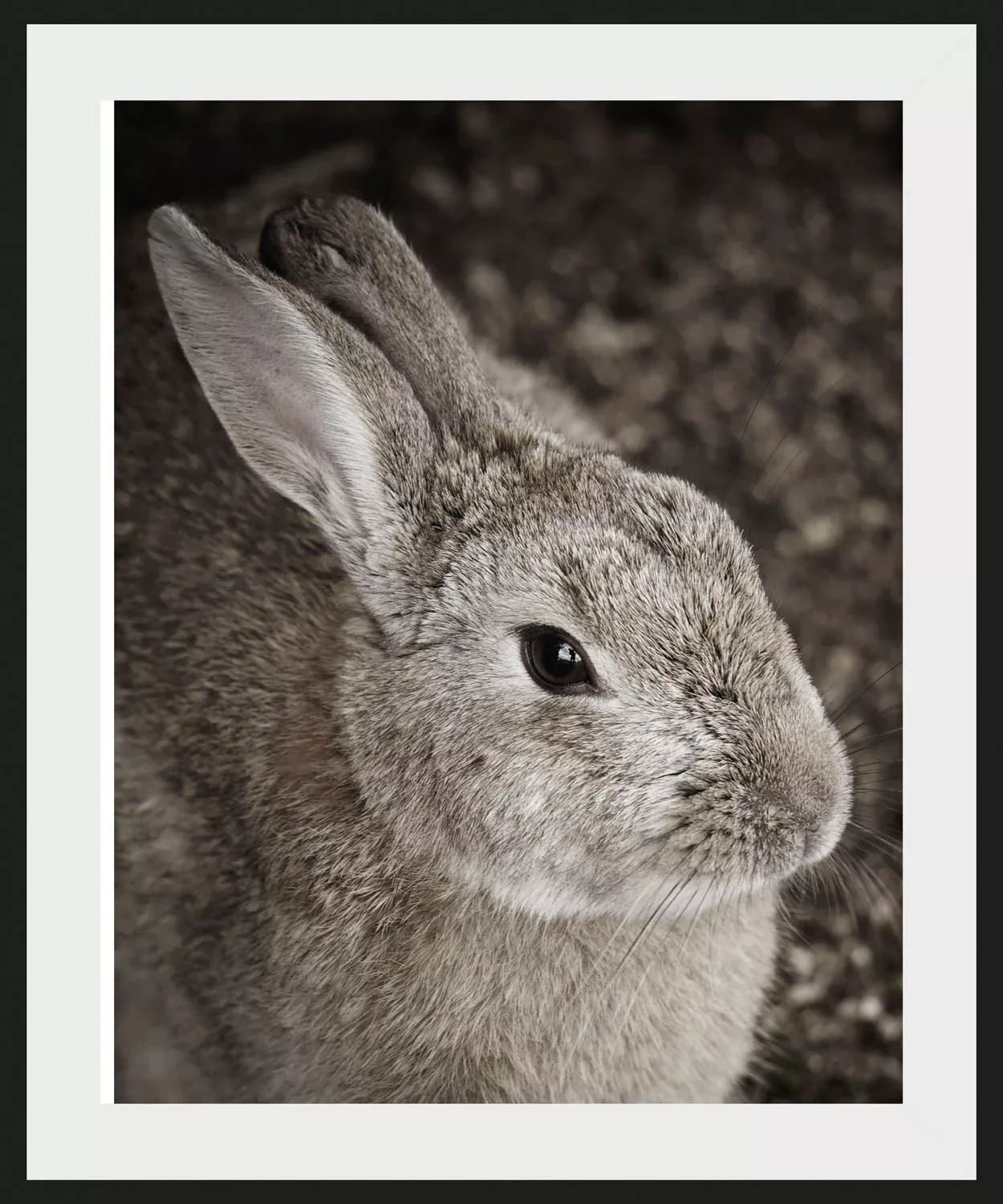 queence Bild "Tilde", Hase, (1 St.) günstig online kaufen