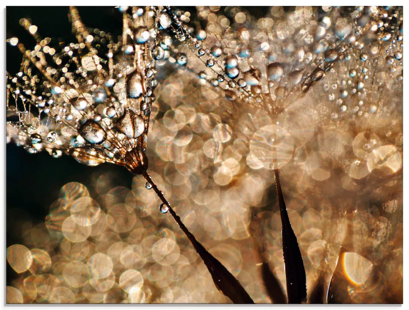 Artland Glasbild "Pusteblume Goldschimmer", Blumen, (1 St.), in verschieden günstig online kaufen