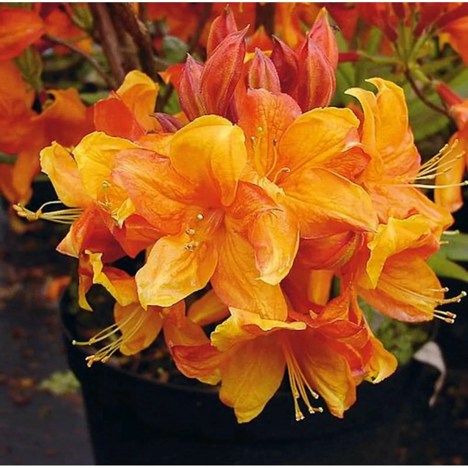 Azalee Sunny Boy 40-50cm - Rhododendron luteum - Alpenrose günstig online kaufen