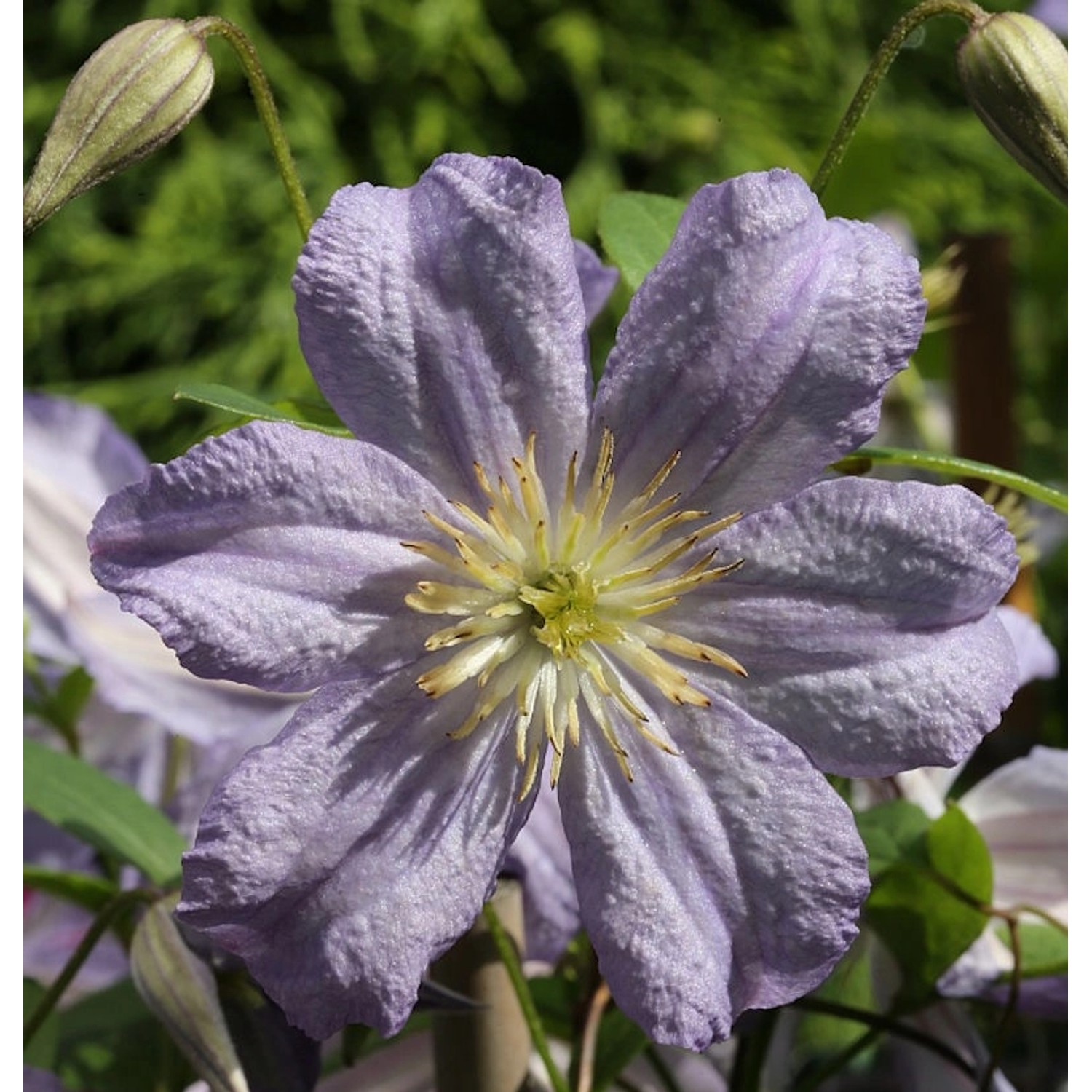 Robuste Waldrebe Prince Charles 100-125cm - Clematis viticella günstig online kaufen