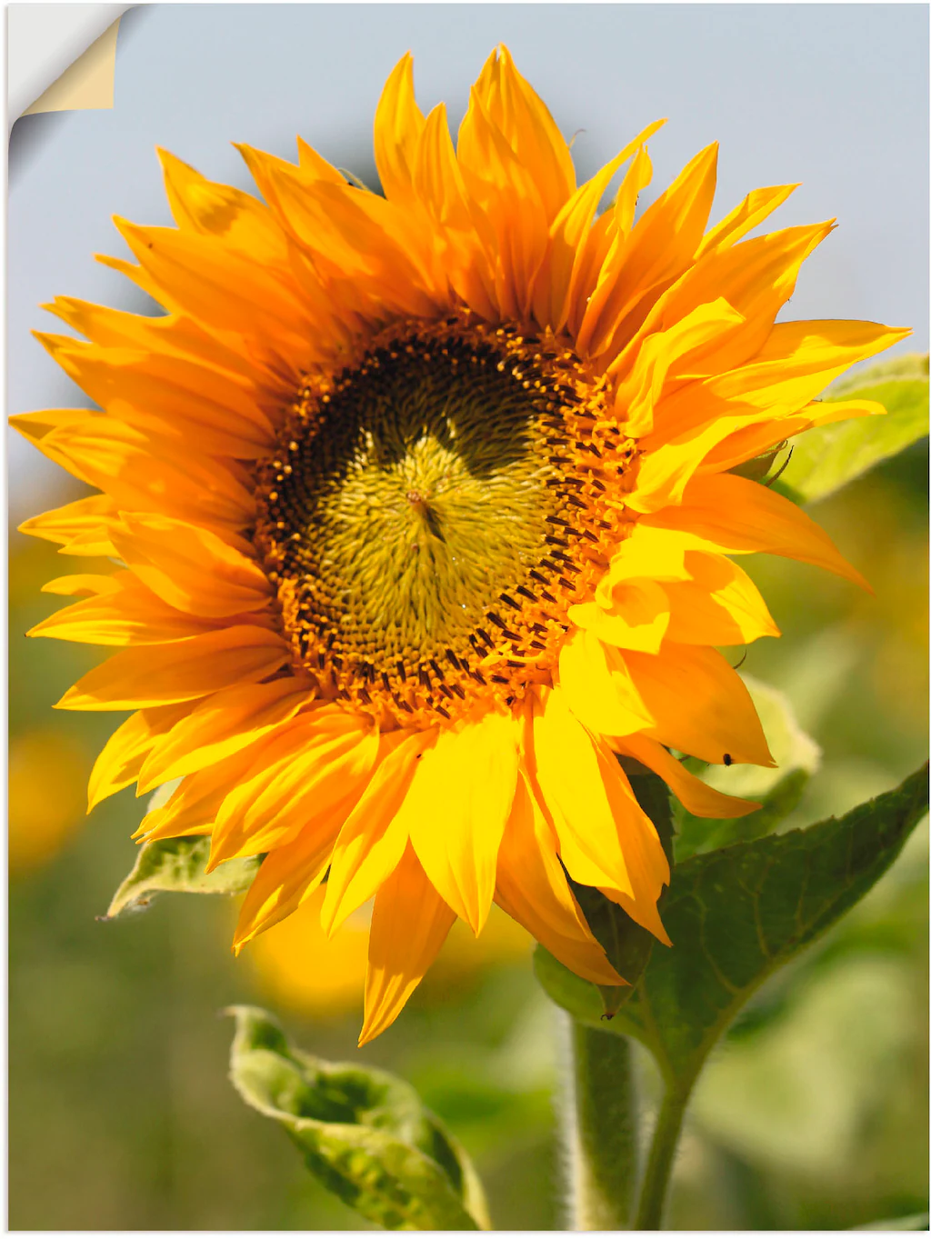 Artland Wandbild "Sonnenblume", Blumen, (1 St.), als Leinwandbild, Poster, günstig online kaufen