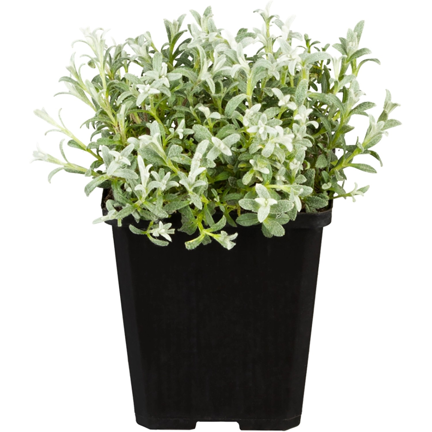 GROW by OBI Filziges Hornkraut Silberteppich Weiß Topf-Ø ca 9 x 9 cm Cerast günstig online kaufen