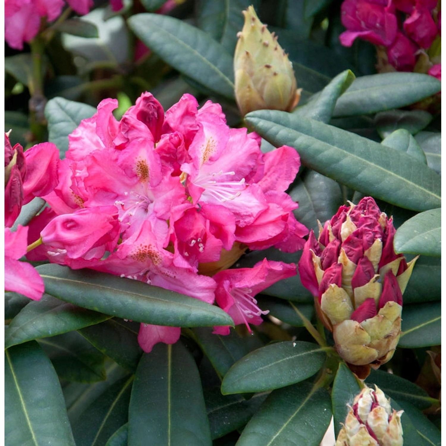 INKARHO - Großblumige Rhododendron Fidelius 50-60cm - Alpenrose günstig online kaufen