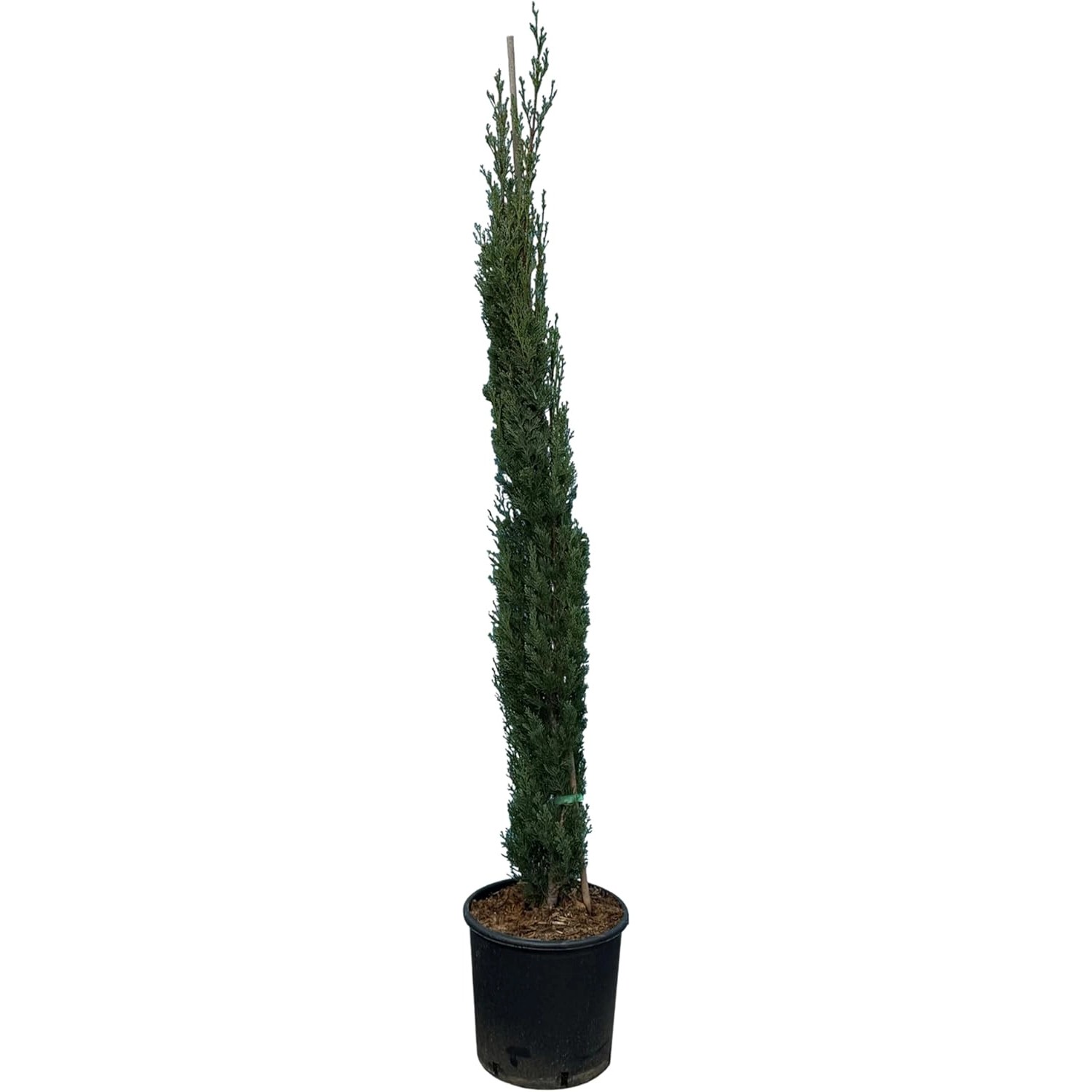 Sunny-Tree  Zypresse Cupressus Sempervirens Totem Italienische Winterharte günstig online kaufen