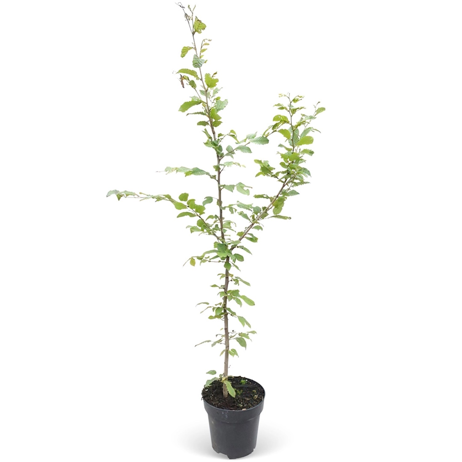 Hainbuche Set à 60 Stück Höhe ca. 125 - 150 cm Topf ca. 5 l Carpinus betulu günstig online kaufen