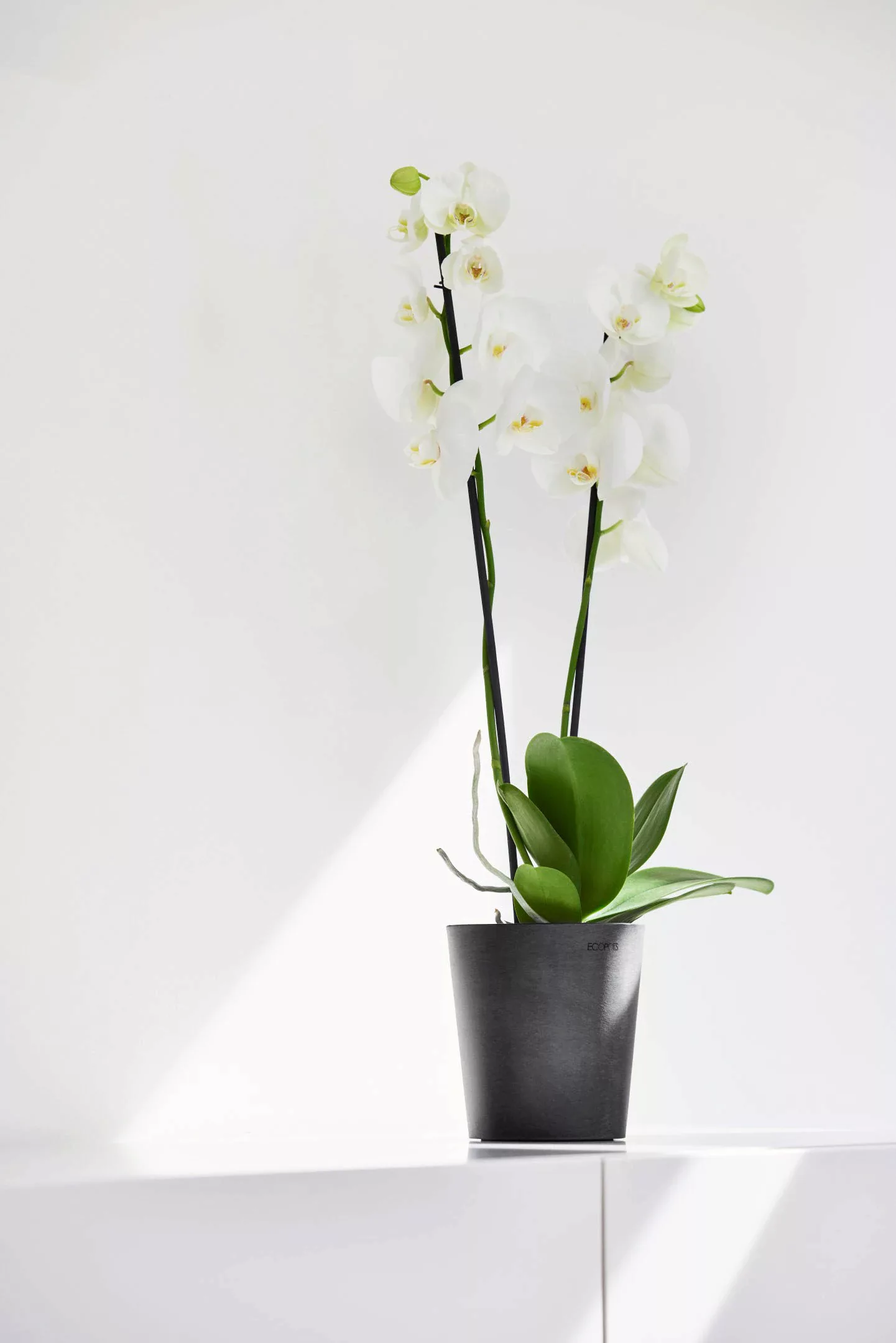 Ecopots Orchideentopf Morinda Dunkelgrau 14 cm günstig online kaufen