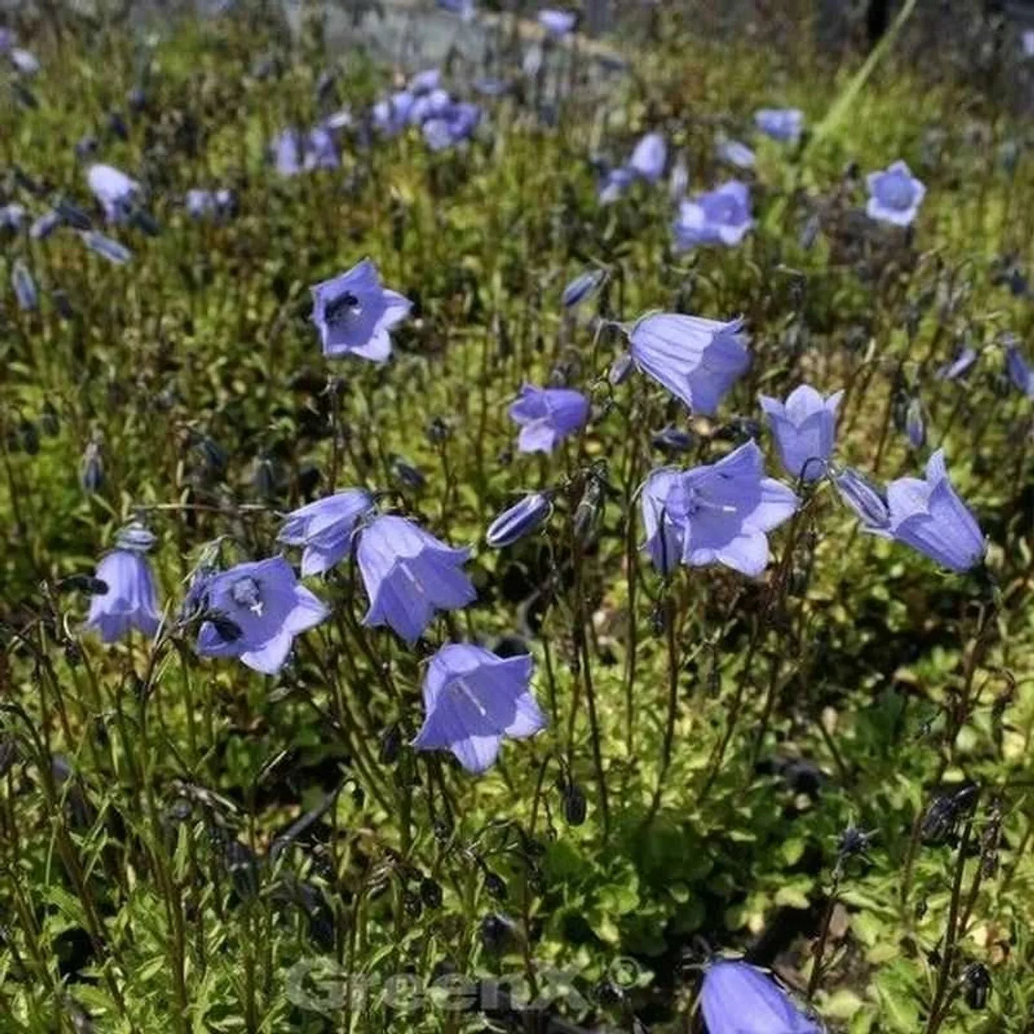 Zwergglockenblume Bavaria Blue - Campanula cochleariifolia günstig online kaufen