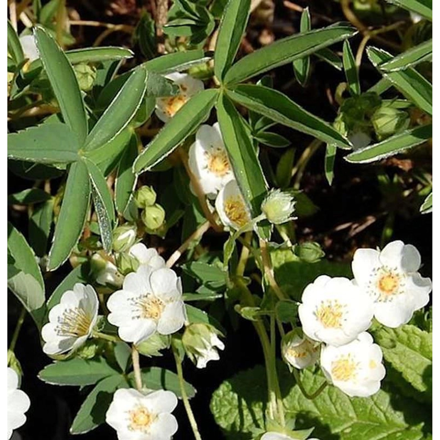 Weißes Fingerkraut - Potentilla alba günstig online kaufen