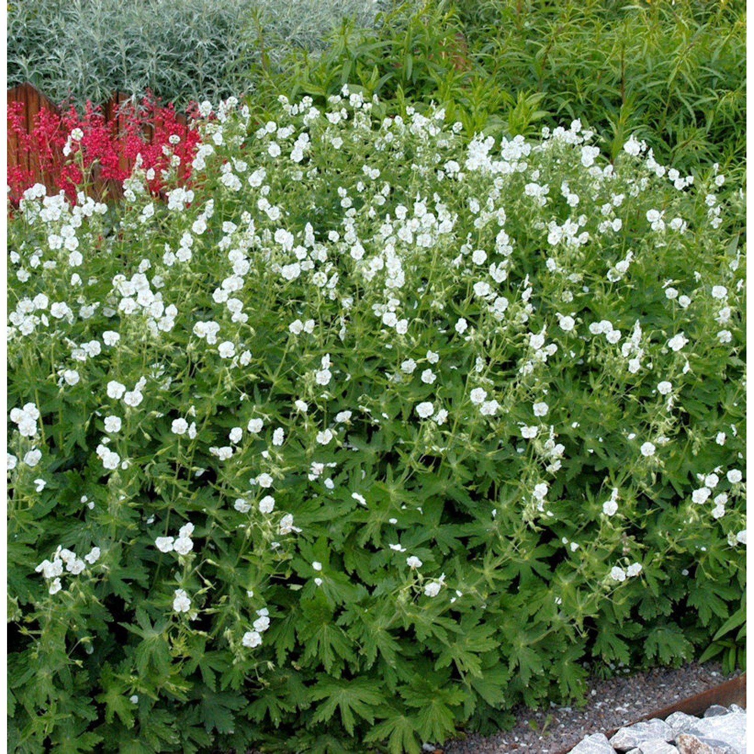 Knotiger Schatten Storchschnabel Silverwood - Geranium nodosum günstig online kaufen