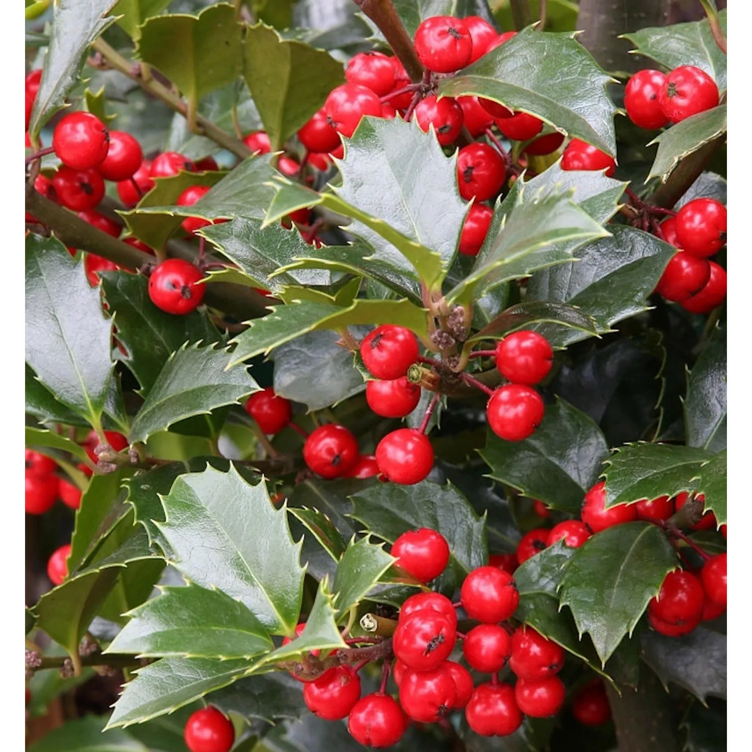 Hochstamm Stechpalme Ilex Heckenfee 40-60cm - Ilex meserveae günstig online kaufen