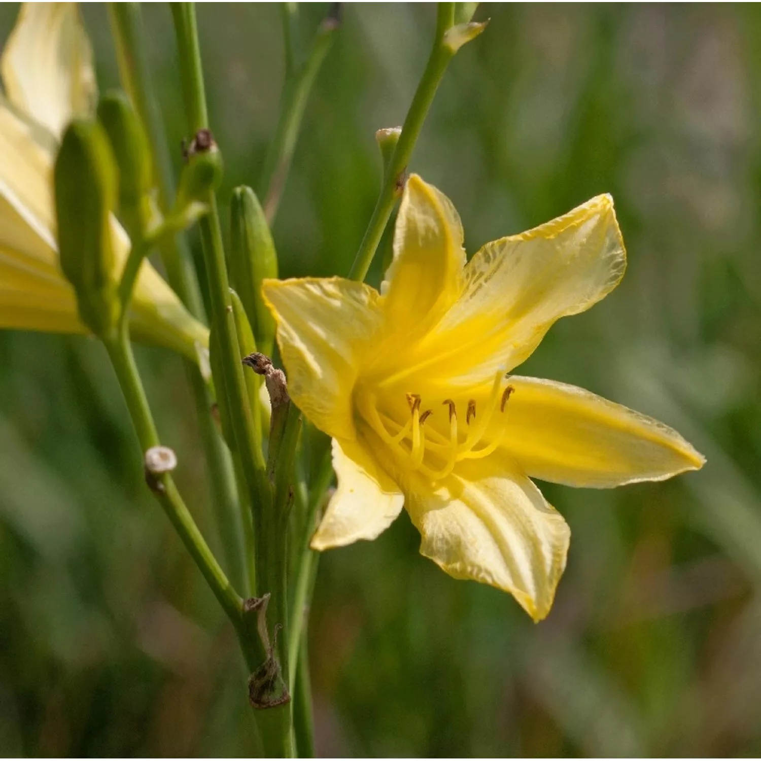 Hohe Taglilie - Hemerocallis altissima günstig online kaufen