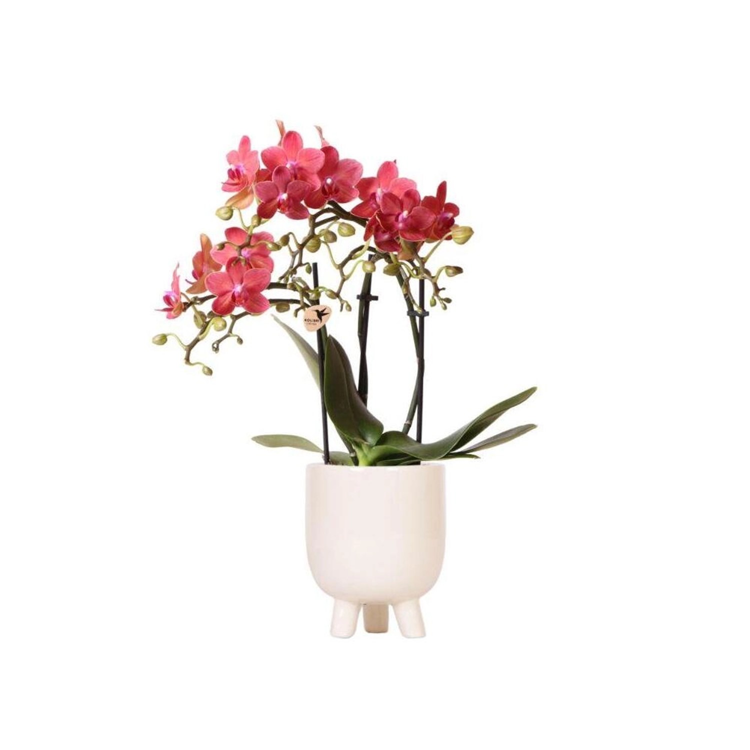 Kolibri Orchids Rote Phalaenopsis Orchidee Congo & Gummitopf Travertin Topf günstig online kaufen