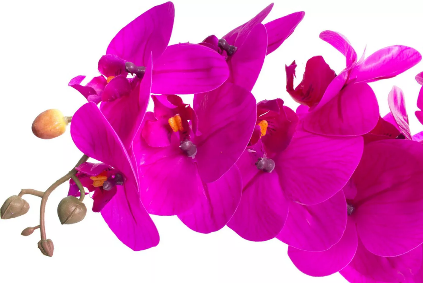 Botanic-Haus Kunstorchidee "Orchidee Bora" günstig online kaufen