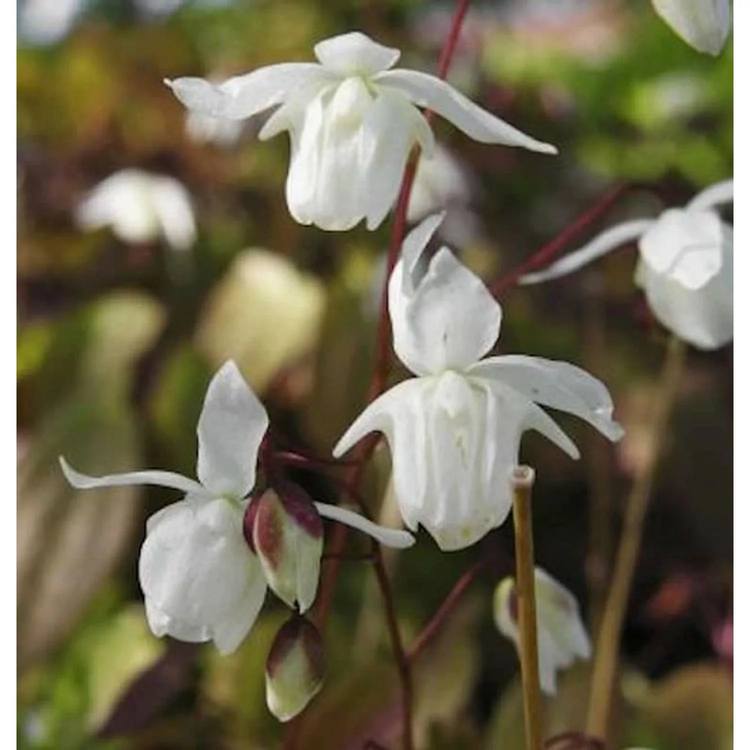 Elfenblume Elfenkönigin - Epimedium grandiflorum günstig online kaufen