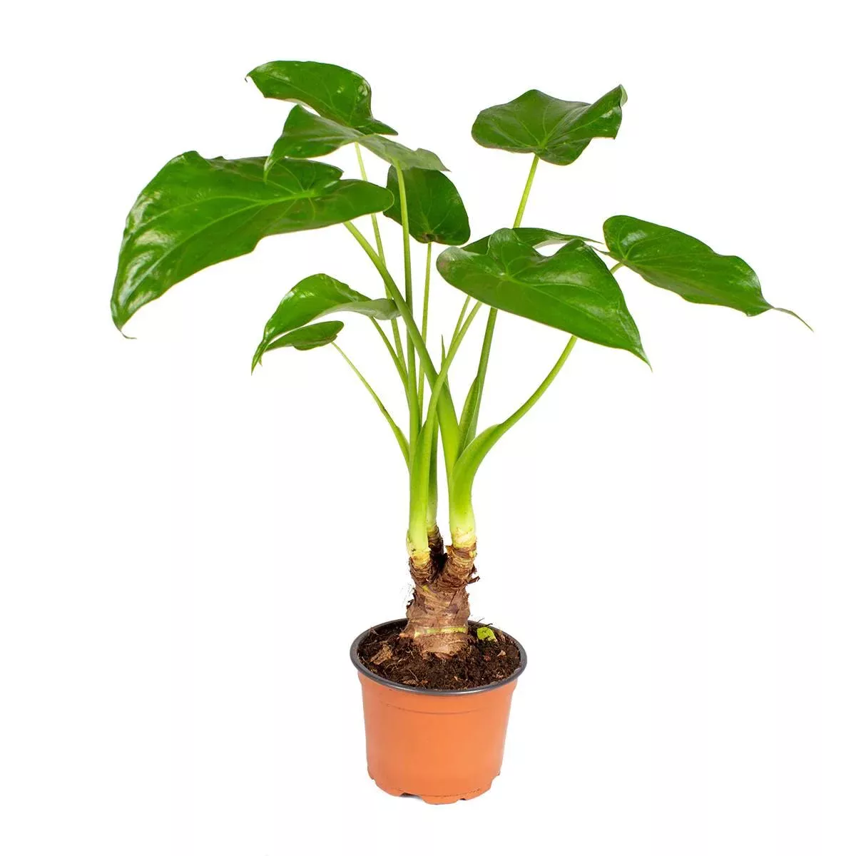 Casa Caron | Zimmerpflanze Cucullata günstig online kaufen