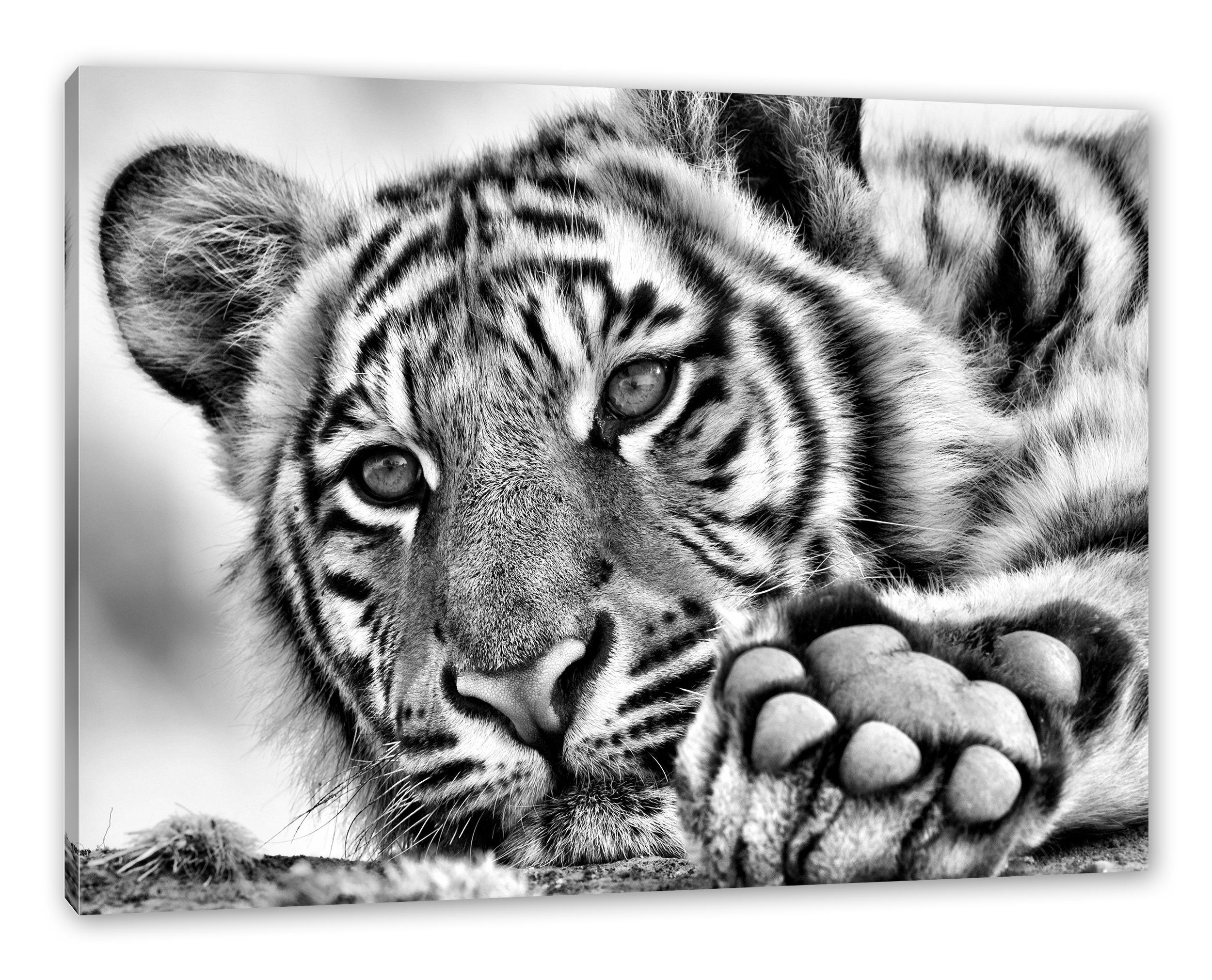 Pixxprint Leinwandbild Tiger, Tiger (1 St), günstig online kaufen