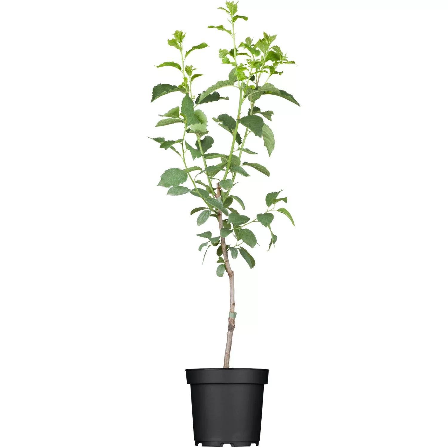 OBI Pflaume President Blau Höhe ca. 120 - 140 cm Topf ca. 7 l Prunus günstig online kaufen