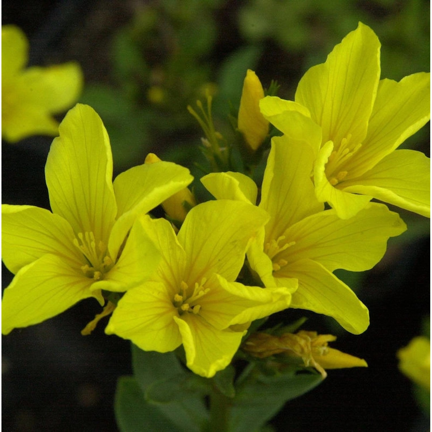 Goldflachs - Linum flavum günstig online kaufen