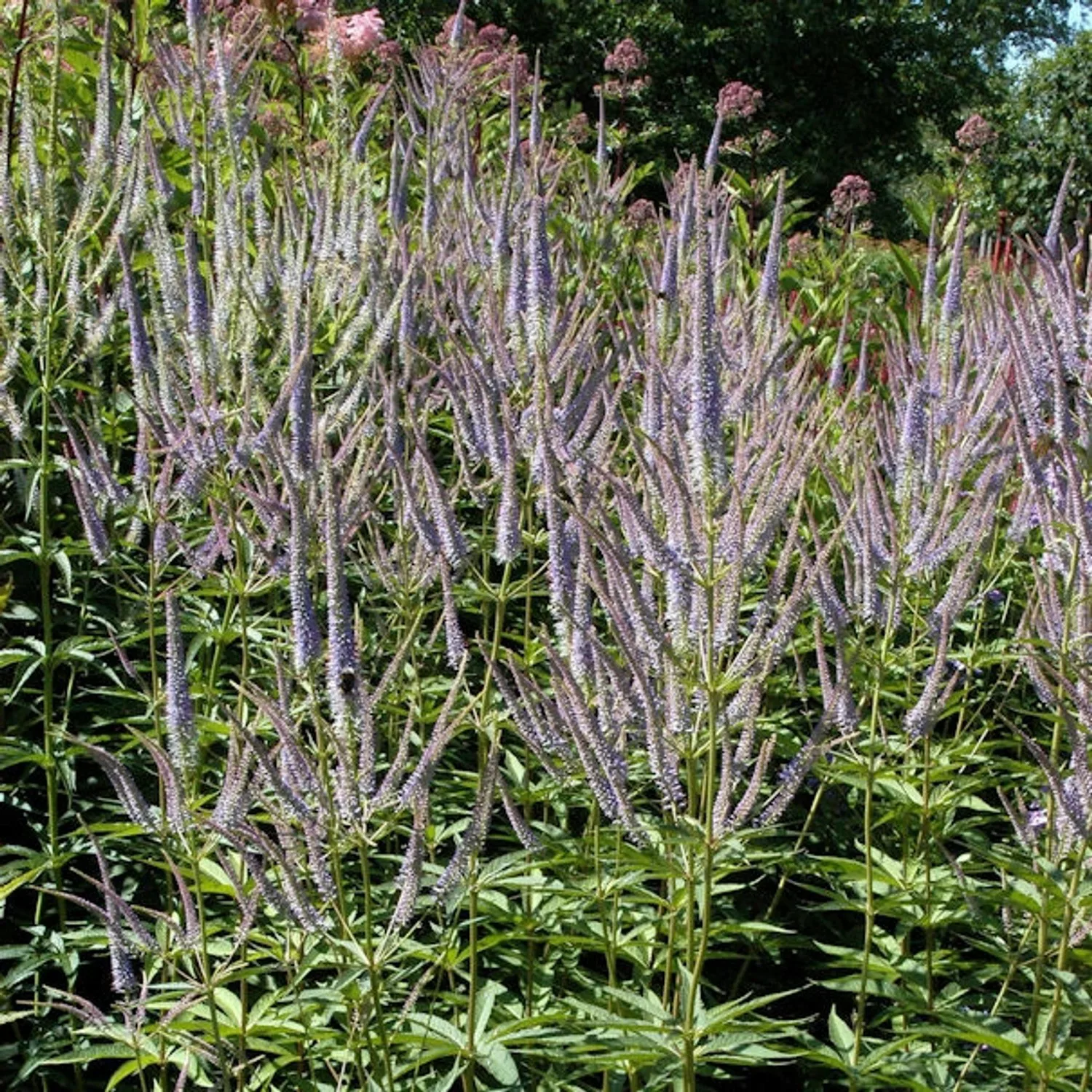 Virginischer Riesen Ehrenpreis Fascination - Veronicastrum virginicum günstig online kaufen